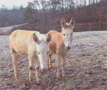Mickey (left) and Minnie (right)