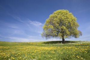 tree_field