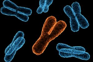 chromosome-Y